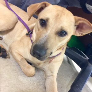 Dogs for Adoption - Renee's Rescues