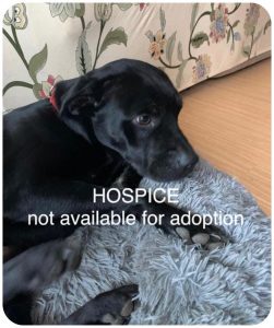 Photo of Mason available for adoption