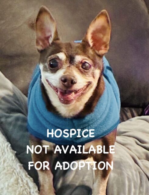 Photo of Chad available for adoption