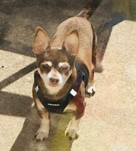 Photo of Chad available for adoption