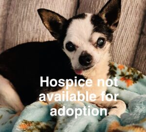 Photo of Scooter available for adoption