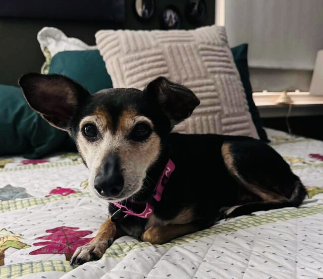 Photo of Piper available for adoption
