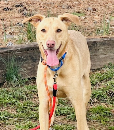 Photo of Odie available for adoption