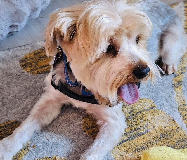 Photo of Rocky available for adoption