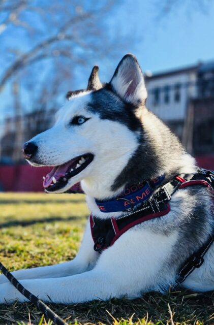 Photo of Ocean available for adoption