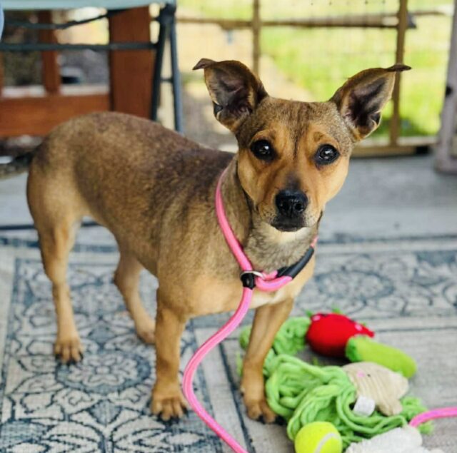 Photo of Cinnamon available for adoption