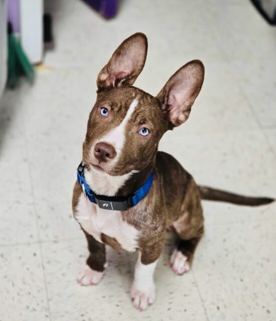 Photo of Paisley available for adoption