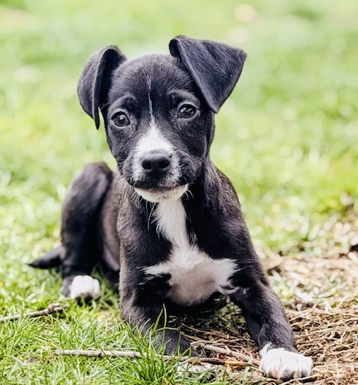 Photo of Mister Luna available for adoption