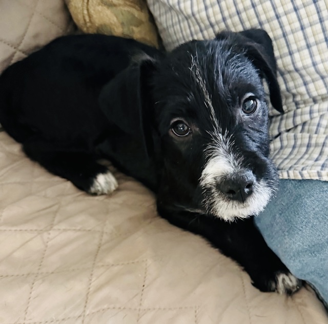Photo of Mister Dot available for adoption