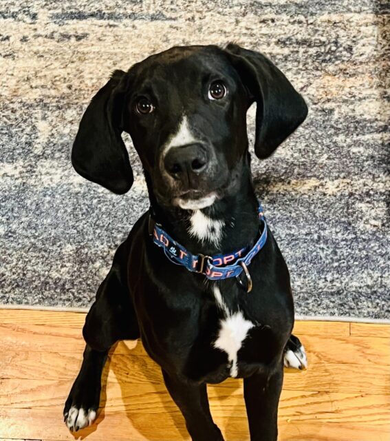 Photo of Gritty available for adoption