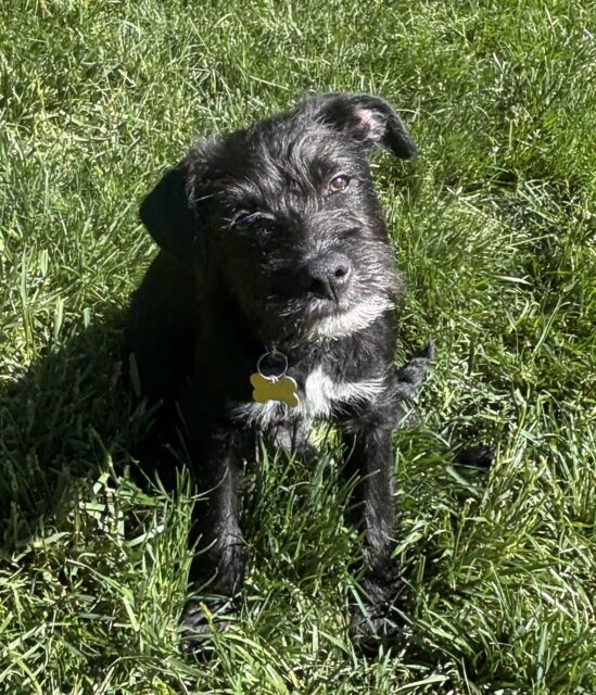 Photo of Mister Scrappy available for adoption