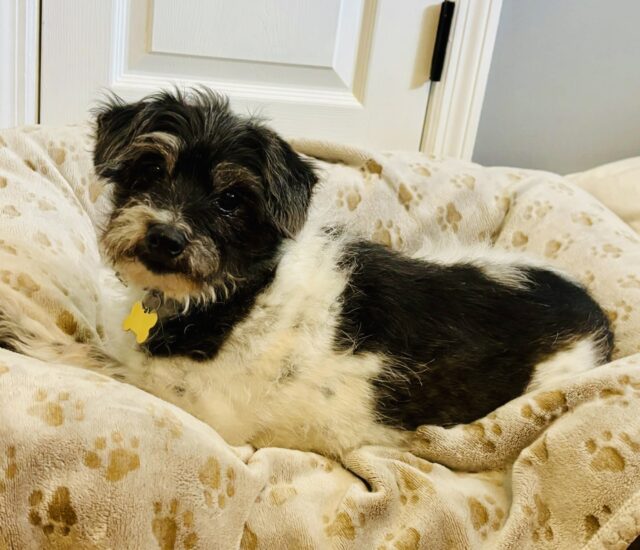 Photo of Dakota available for adoption