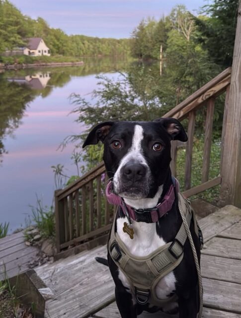 Photo of Rosie available for adoption