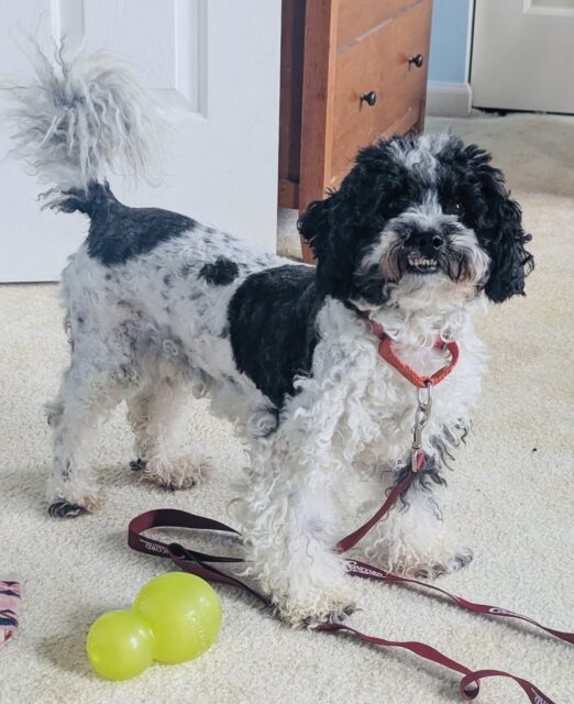 Photo of Coco available for adoption