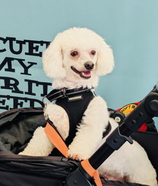 Photo of Sunset available for adoption