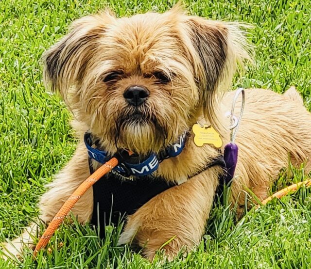 Photo of Hank available for adoption
