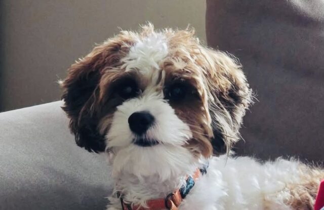 Photo of Coco available for adoption