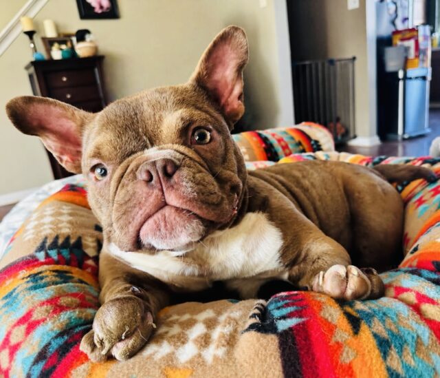 Photo of Sophie available for adoption