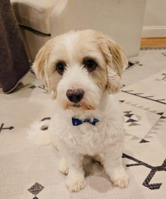 Photo of Kobe available for adoption