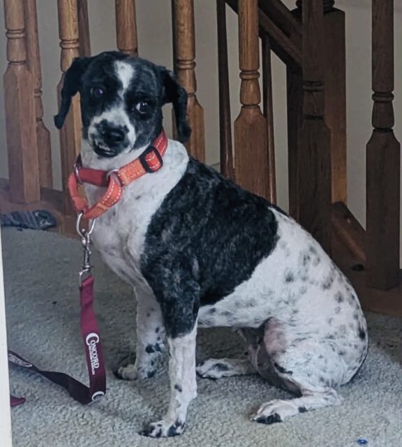 Photo of Coco (fna Papa Johns) available for adoption