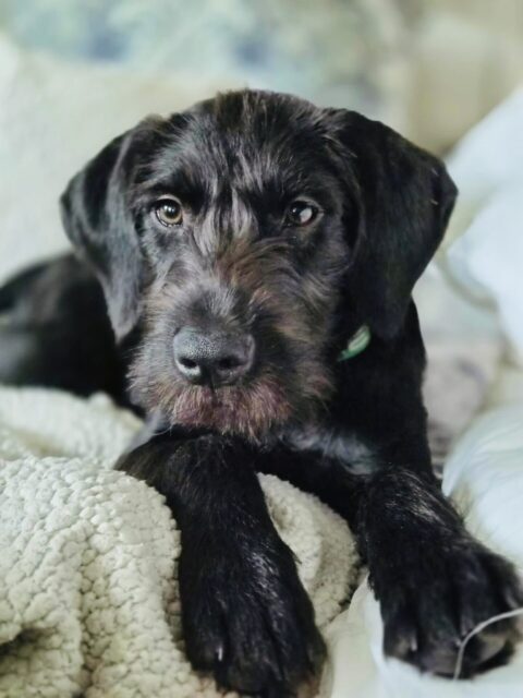 Photo of Monty available for adoption