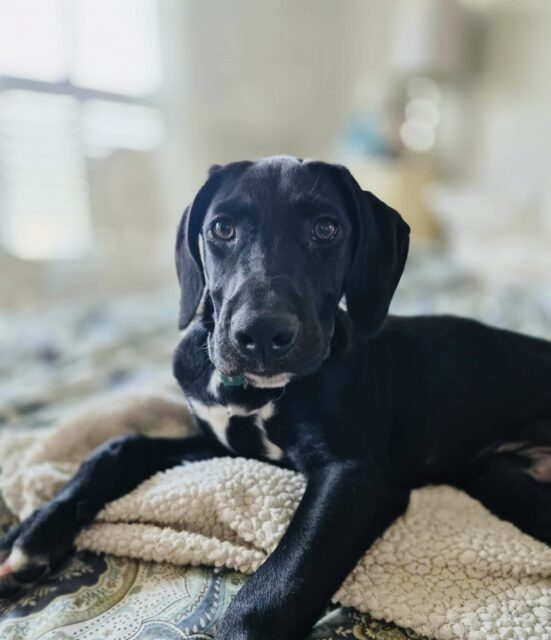 Photo of Maddox available for adoption