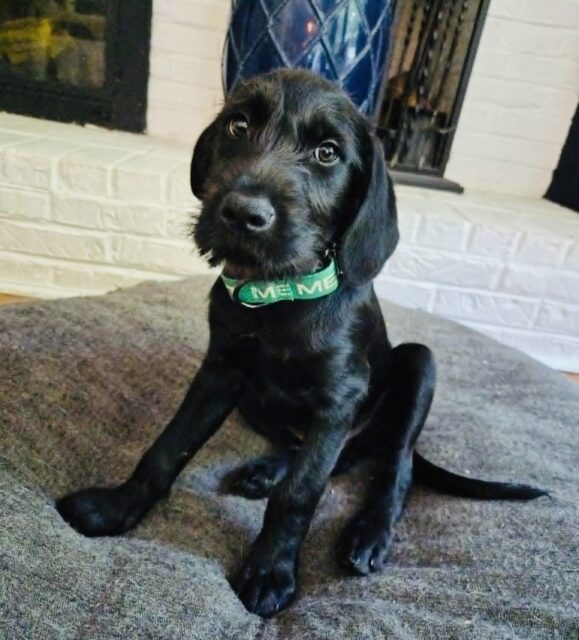 Photo of Monty available for adoption