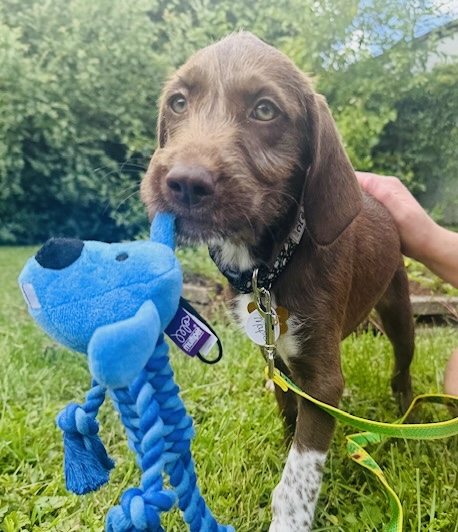 Photo of Maple available for adoption