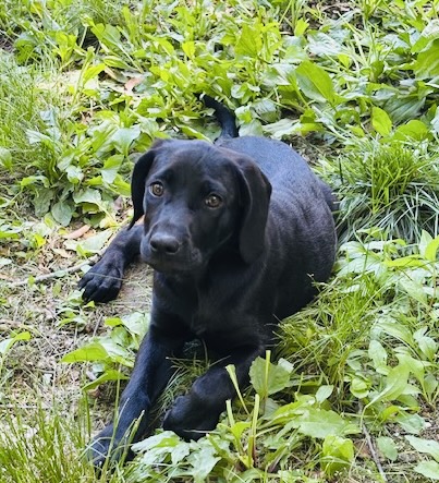 Photo of Maisy available for adoption