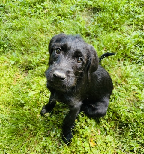 Photo of Mika available for adoption