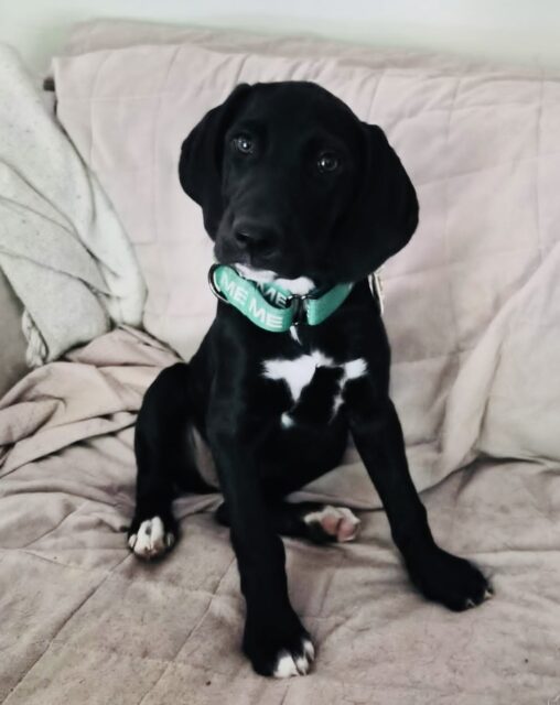 Photo of Maddox available for adoption