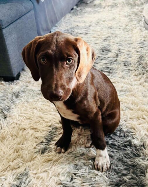Photo of Mac available for adoption