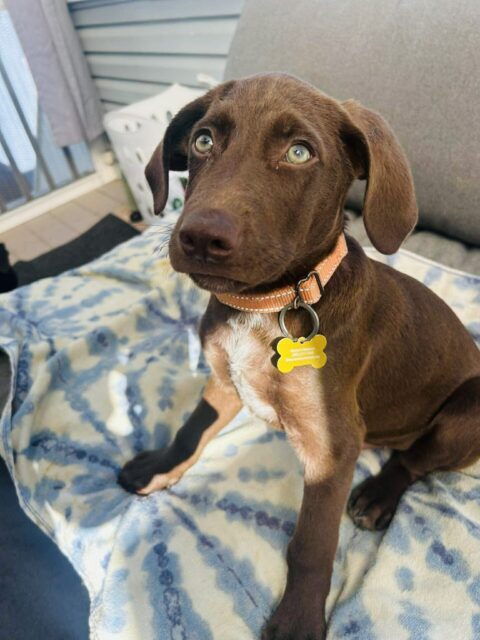 Photo of Murray available for adoption
