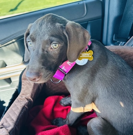 Photo of Maxine available for adoption