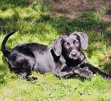 Photo of Miley available for adoption