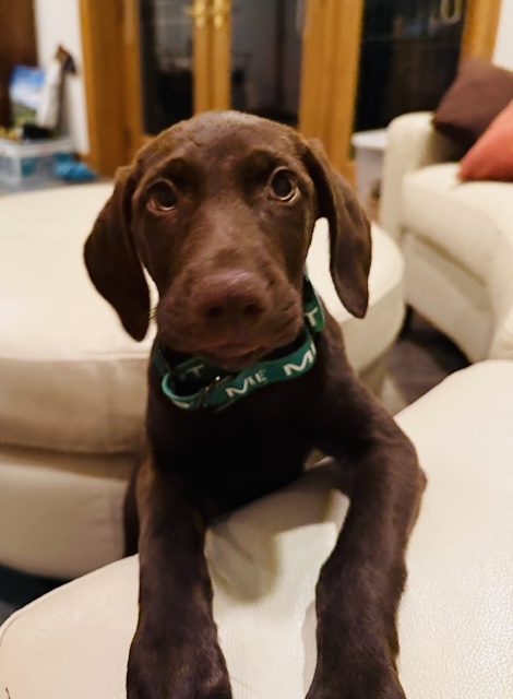 Photo of Murphy available for adoption