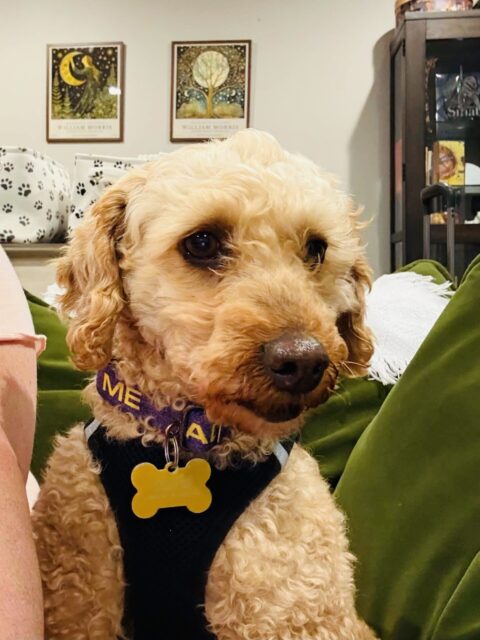 Photo of Marigold (Goldie) available for adoption