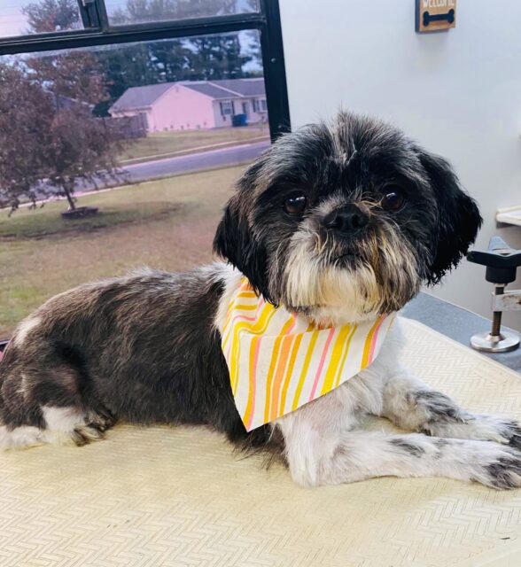 Photo of Daphne available for adoption