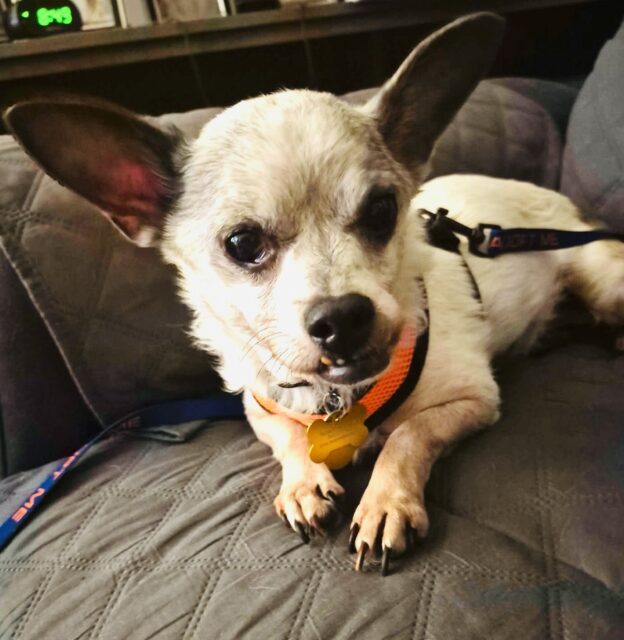 Photo of Tootsie Pop available for adoption