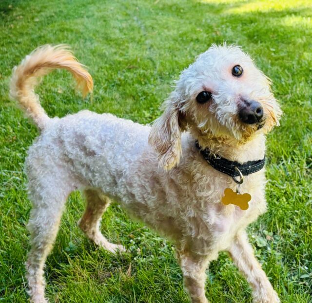 Photo of Mooney available for adoption
