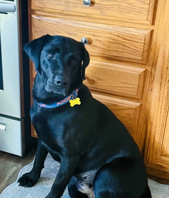 Photo of Maria available for adoption
