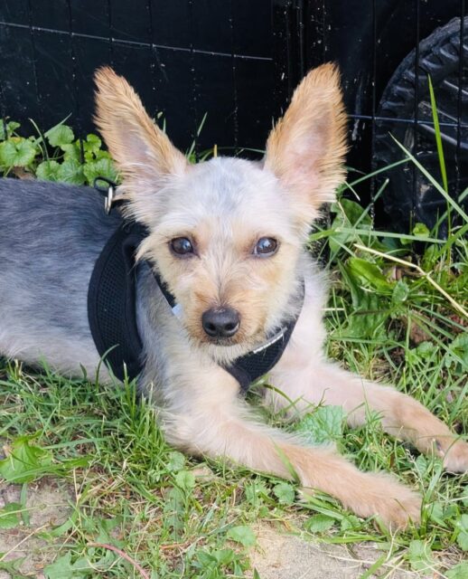 Photo of DJ available for adoption