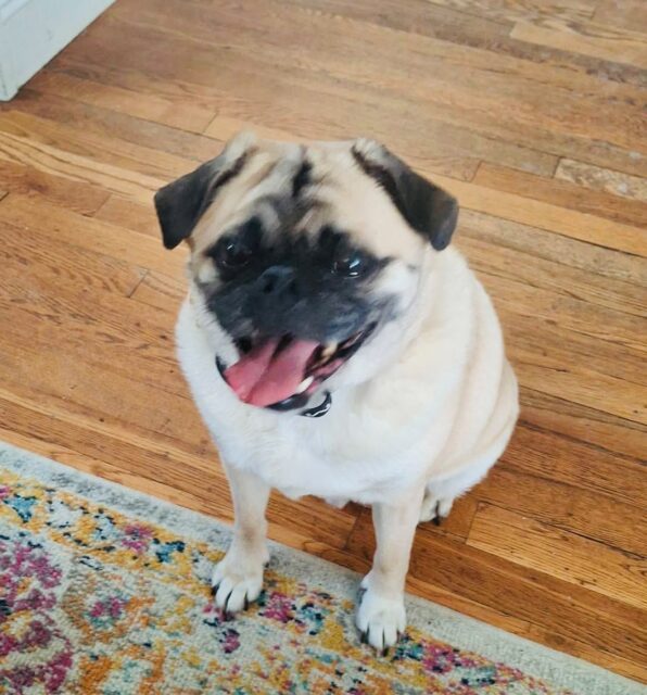 Photo of Nitro available for adoption
