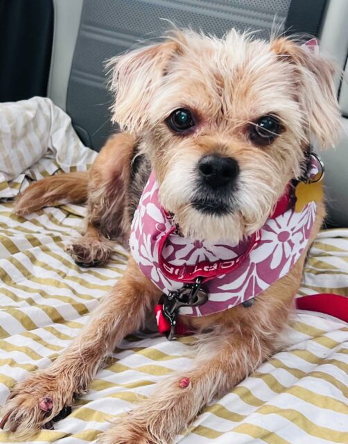 Photo of Kiki available for adoption