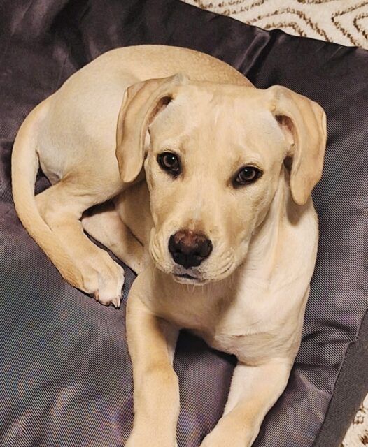 Photo of Angel available for adoption
