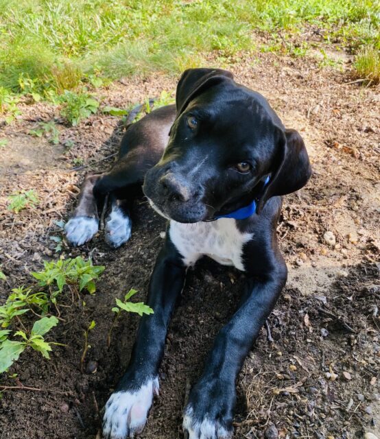 Photo of Dante available for adoption