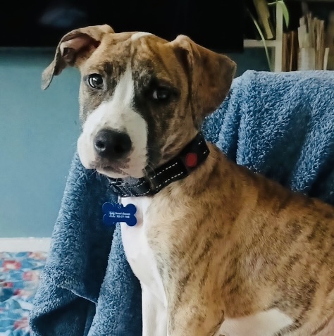 Photo of Pepper available for adoption