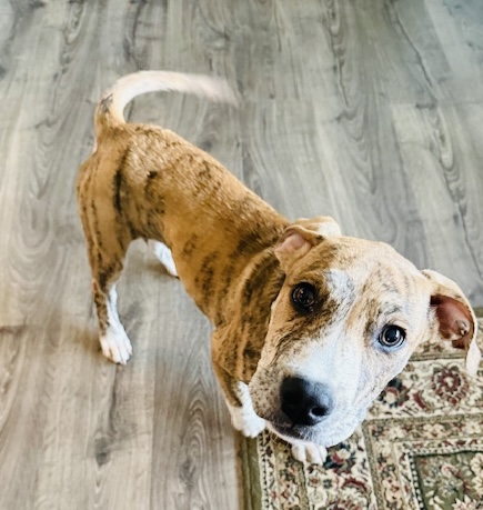 Photo of Bud available for adoption