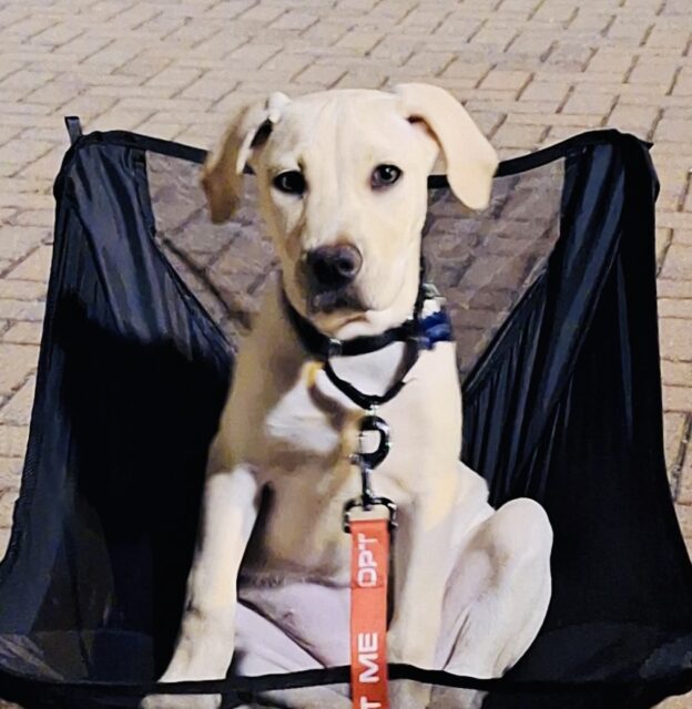 Photo of Angel available for adoption