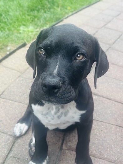 Photo of Dante available for adoption